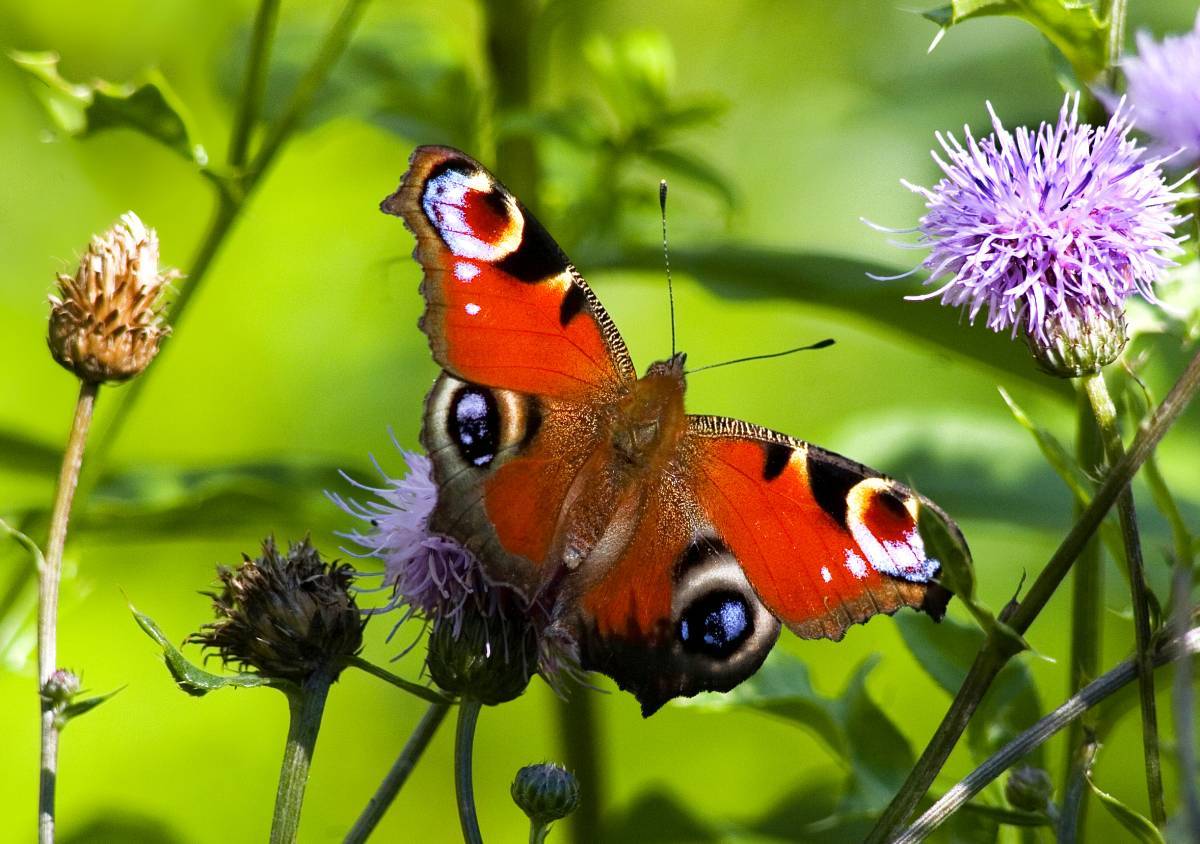 Schmetterling im Alaris-Schmetterlingspark, Lutherstadt Wittenberg