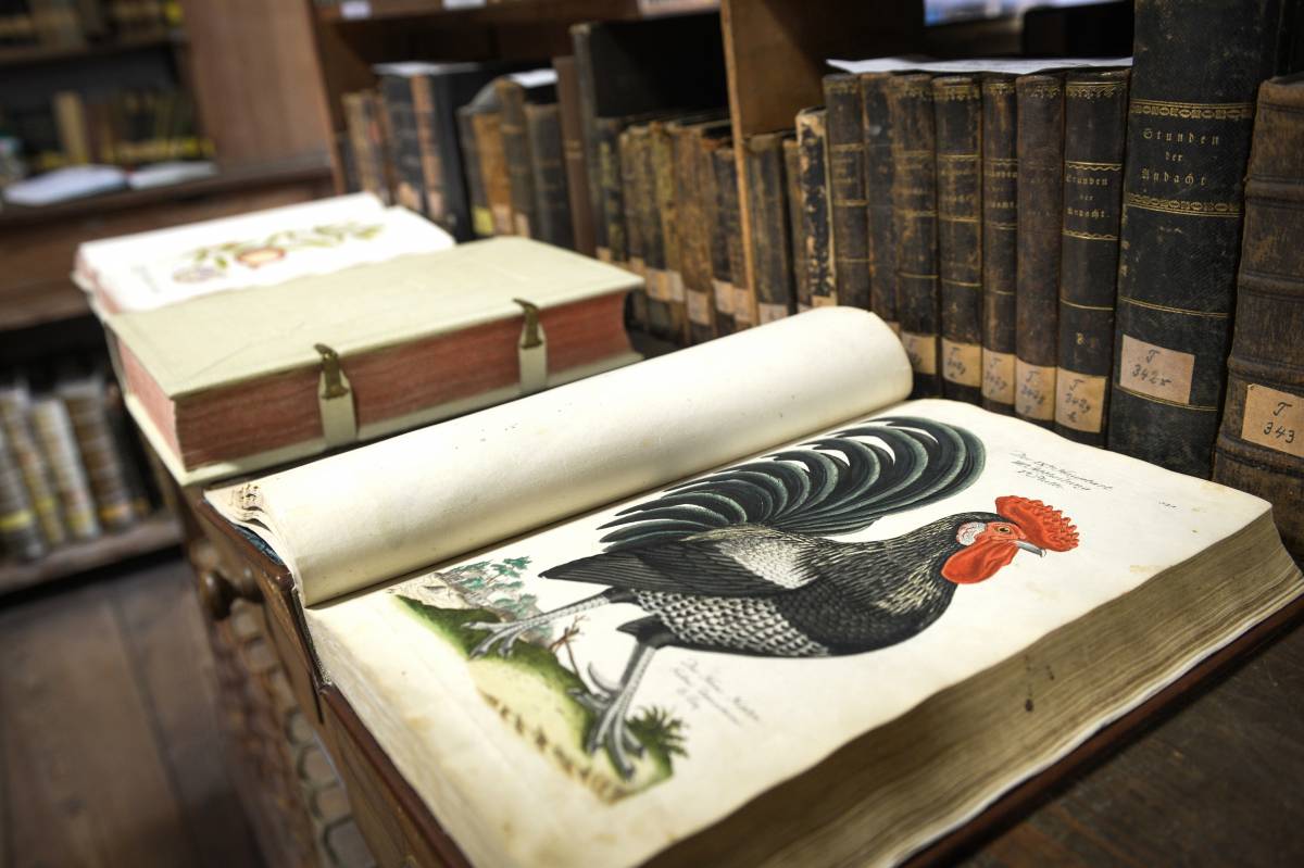 In einem aufgeschlagenen Buch ist eine farbige Zeichnung eines Hahnes zu sehen