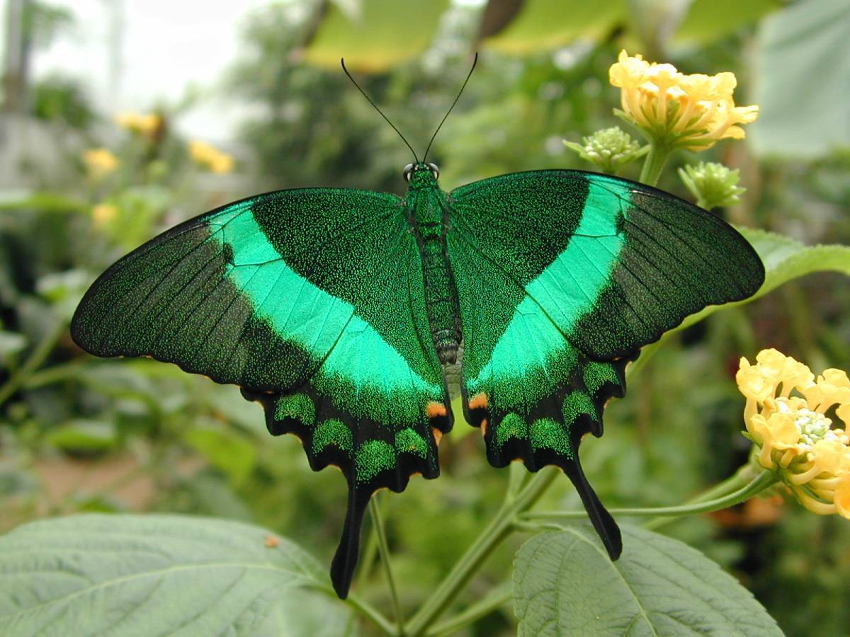 Schmetterling im Alaris Schmetterlingspark