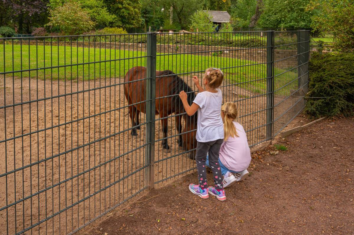 Ponny im Tierpark
