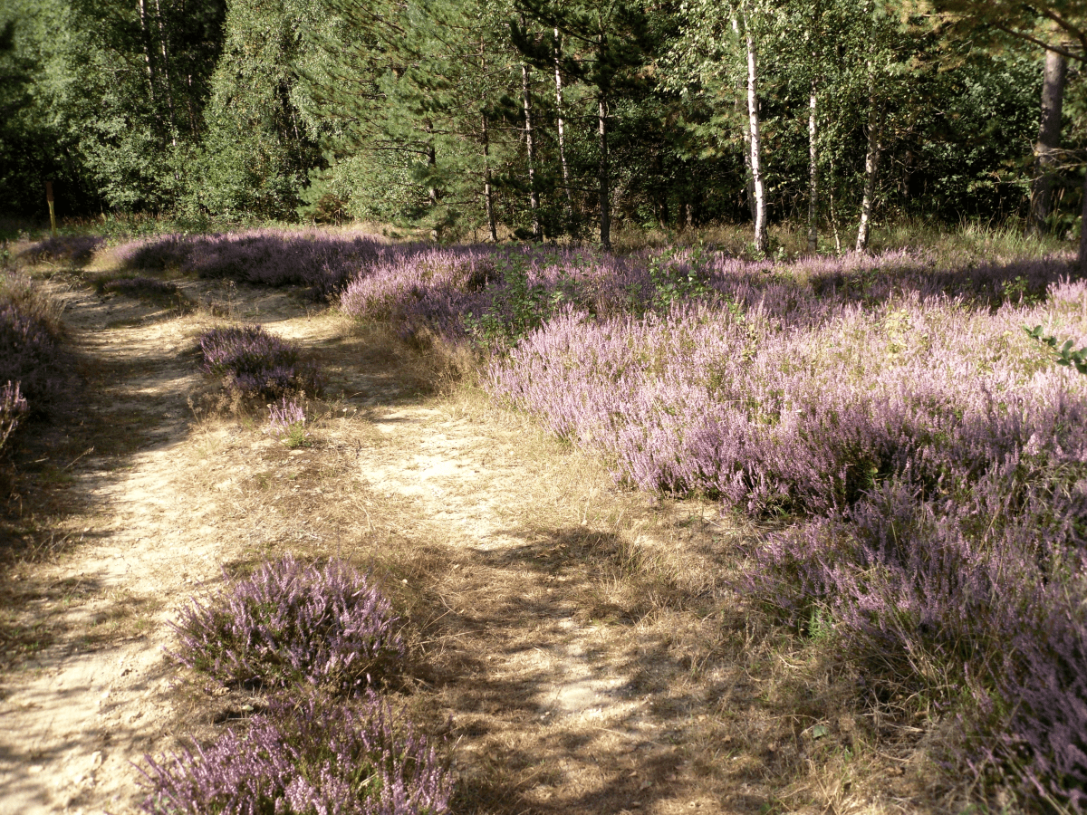 Hiking in the D&uuml;ben Heath