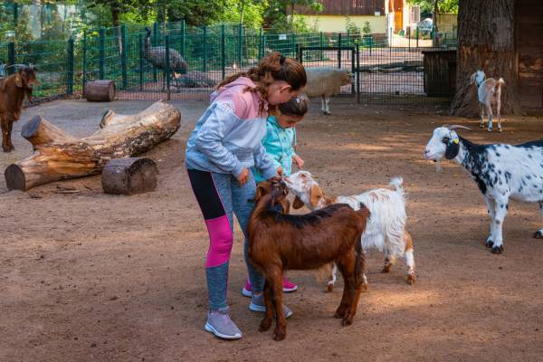 zwei Mädchen streicheln die Ziegen im Streichelgehege des Köthener Tierparks