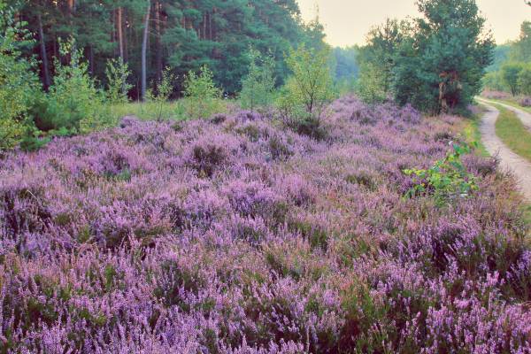 Dübener Heide e.V.
