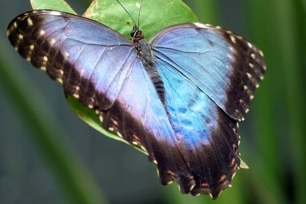 Alaris Schmetterlingspark